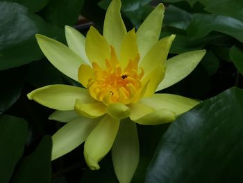 Close-up of yellow flowering plant