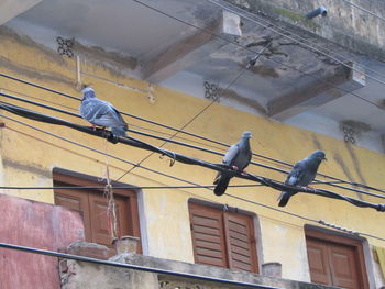 Low angle view of pigeons perching on building