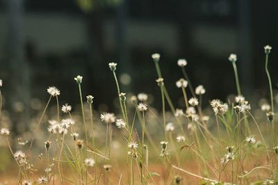 Close-up of flowers growing on field