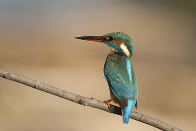 Close-up of bird perching on branch