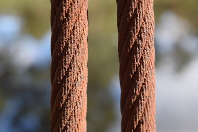 Close-up of tree trunk