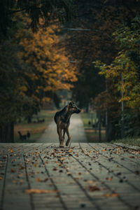 Dog in a forest