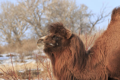 Two-humped bactrian camel in xinjiang, china camelus bactrianus