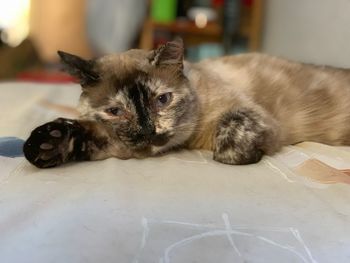 Portrait of cat resting on floor at home