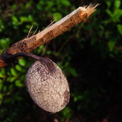 Close-up of tree trunk