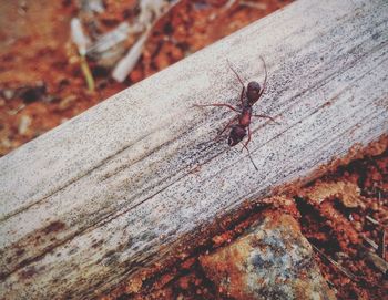 Close-up of butterfly on leaf