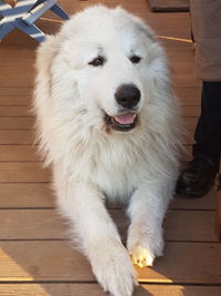 High angle view of dog standing on wooden floor