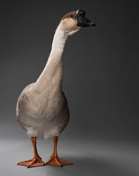 Close-up of goose against gray background