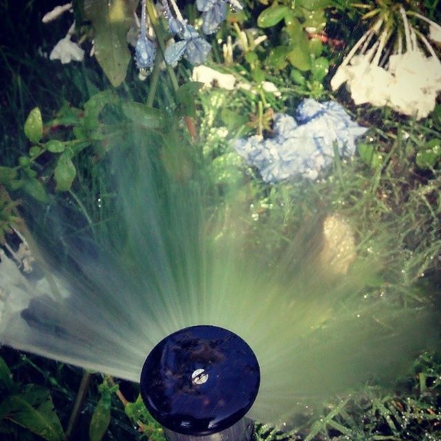 water, green color, high angle view, plant, leaf, growth, reflection, wet, nature, circle, close-up, grass, day, outdoors, no people, pond, drop, tree, fountain, beauty in nature