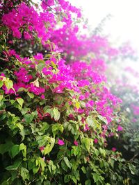 Close-up of pink flowering plant