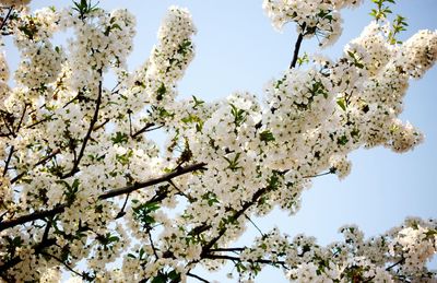 Low angle view of apple blossoms in spring