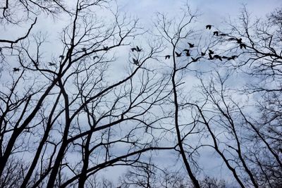 Low angle view of bare trees against sky