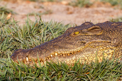 Close-up of animal on grass