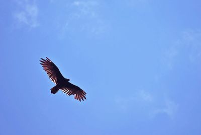 Low angle view of bird flying over black background