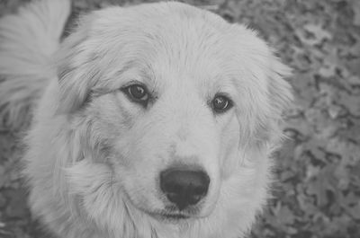 Close-up portrait of dog