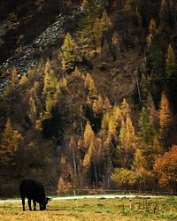 Horses grazing in forest during autumn