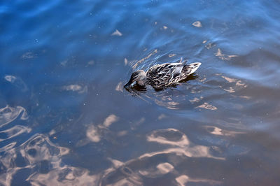 High angle view of bird swimming in lake