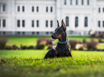 Dog looking away on field