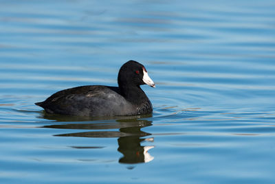 Duck swimming in lake