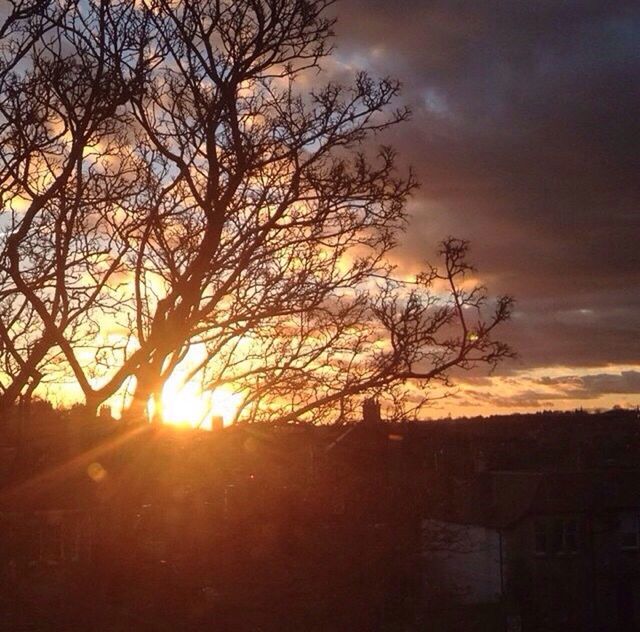 SUN SHINING THROUGH TREES