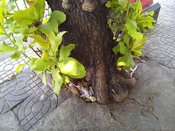 High angle view of green leaves on tree trunk