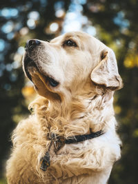 Close-up of a dog looking away