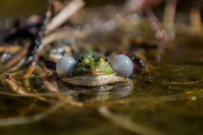 Close-up of frog swimming in water