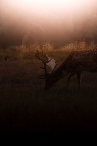 View of horse on field during sunset