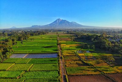 Scenic view of agricultural field against clear sky