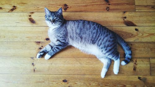 Cat lying on wooden floor