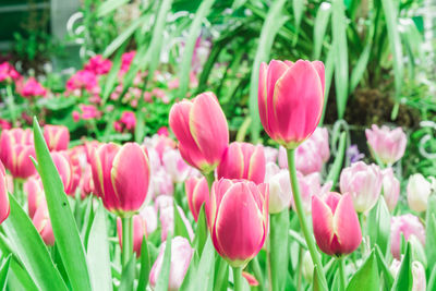 Close-up of pink tulips on field