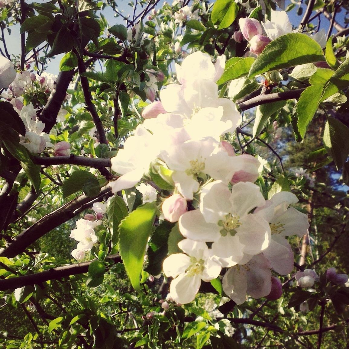 flower, growth, freshness, beauty in nature, tree, branch, fragility, nature, white color, leaf, petal, close-up, blooming, blossom, plant, in bloom, low angle view, focus on foreground, day, flower head