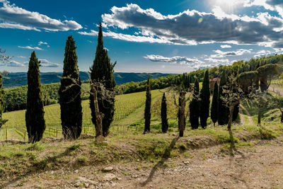 Vineyard against sky