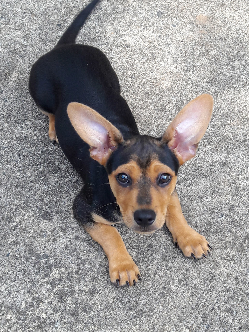 HIGH ANGLE VIEW PORTRAIT OF PUPPY ON FLOOR