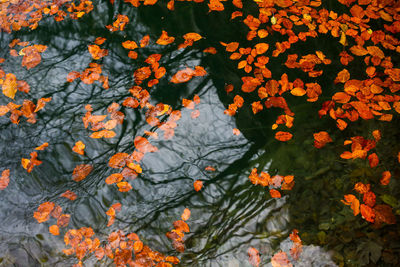 Close-up of autumn tree