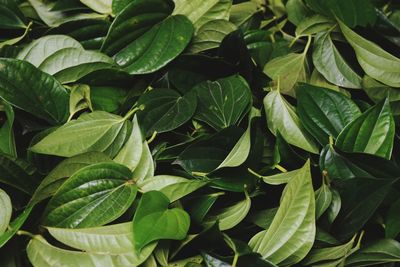 Full frame shot of green leaves