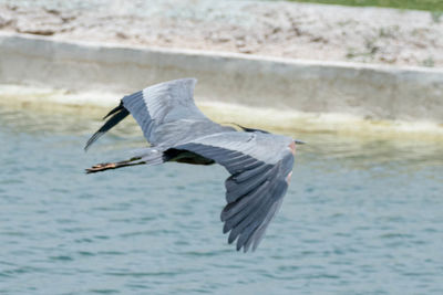 Seagull flying over a lake