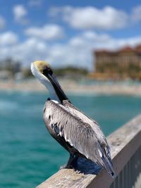 Close-up of bird perching on wood against sea