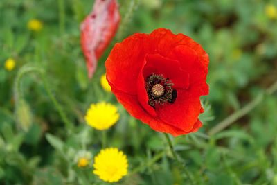 Close-up of red poppy flower