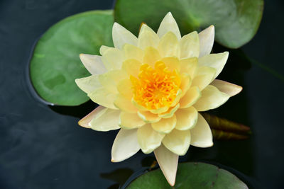 Close-up of lotus water lily