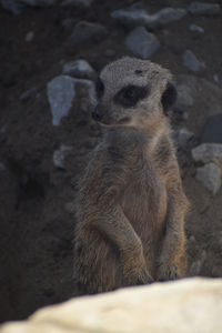 View of an animal sitting on rock