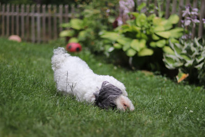 Dog rubbing on the lawn