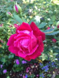 Close-up of pink flower blooming outdoors