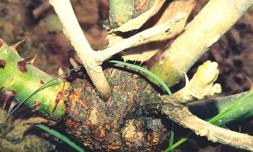 Close-up of caterpillar on plant