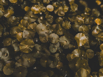 Full frame shot of pebbles in water