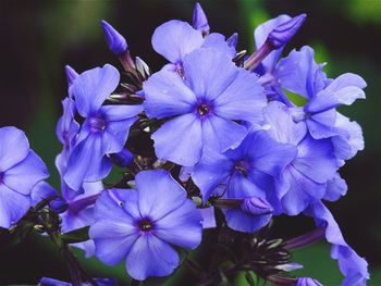 Close-up of blue flowers blooming outdoors
