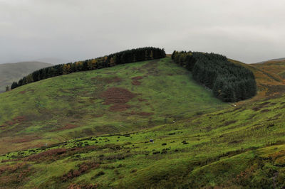 Scenic view of grassy field against sky