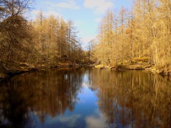 Trees reflecting on calm lake at forest