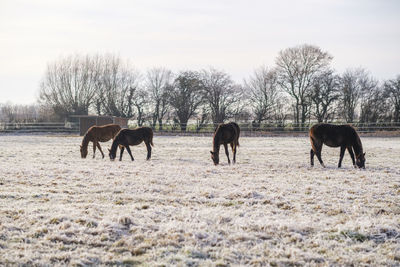 Horses on field against sky