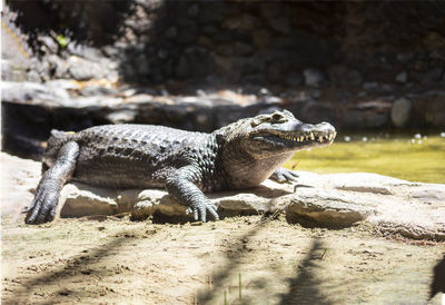 Close-up of lizard on rock